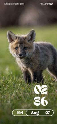 Baby Fox