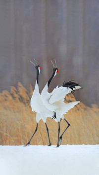 Dancing Pair of Red-Crowned Crane with Open Wing