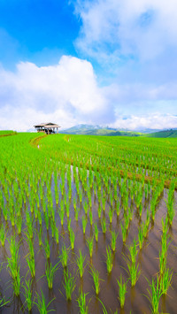 Farmland fields