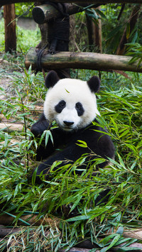 Lovely and precious giant pandas