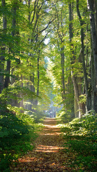 Forest Green Path