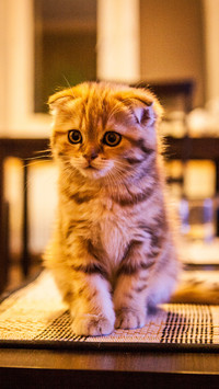 伤不起！我家的猫是处女座