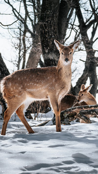 Animal deer in sifangding scenic area