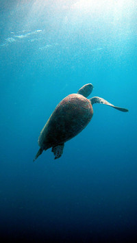 海洋生物
