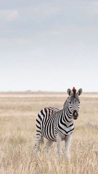 Wild animals-01