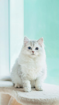 A Cute Persian Kitten Sitting On Cat Tower Near A Window