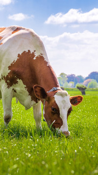 A cow grazing from a low angle
