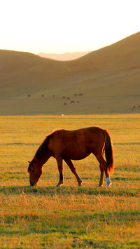 Many horses graze on the hillside in autumn