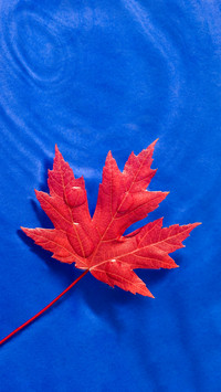 Red maple leaf floating on blue