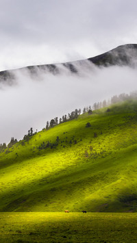 Dragon Lantern Prairie Scenery