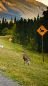 Deer crossing on the side of a highway in the mountains