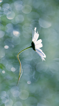 Flowers in the Corner