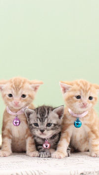 Three kittens wearing necklaces