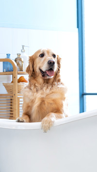 How to Bathe Dogs Properly 2