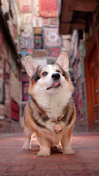 A very cute welsh corgi