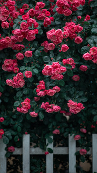 Good season for roses to bloom