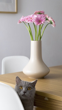 Cats can also love flower protection 9