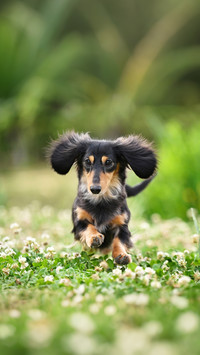 What is the connection between sausage dogs and hot dogs