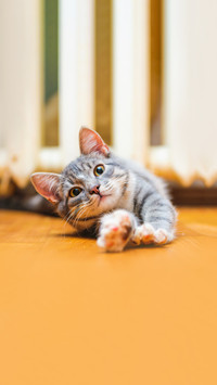 Domestic lazy short-haired young whiskered cat lying