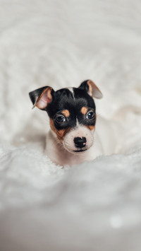 Jack russell Puppy sleeping on the bed