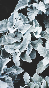 daily_plant (1)