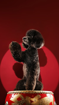 Worth Watching Dog Movies 6