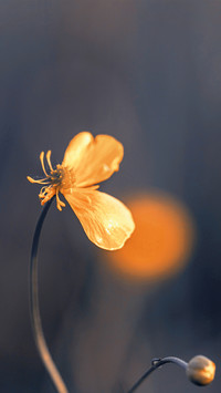 Spring scenery-13