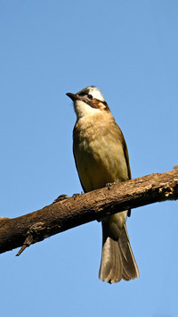 Lightvented bulbul