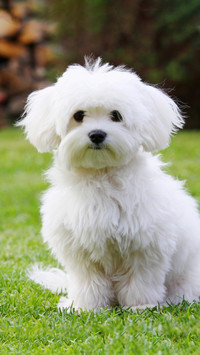迷人的马尔济斯犬