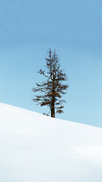 踏雪寻梅-拍信图库