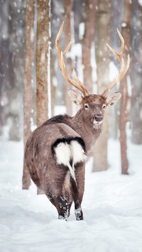 Cute animals-01