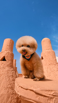 How to make dogs have a good memory