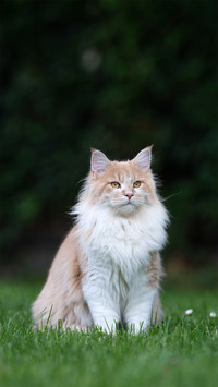 猫对你是真爱吗