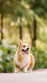 The strange behavior of pets