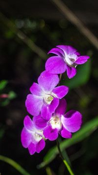 What is the national flower of Singapore