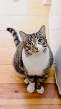Refuse to stick adhesive tape on cats paw pad 97