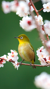 鸟语花香-拍信图库