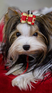 端庄高雅的马尔济斯犬