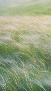 Letter from the Wind