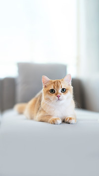 Adorable British shorthair gold cat on gray couch