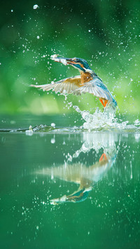 世界湿地日