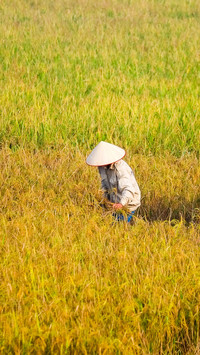 Working in the fields