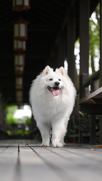 狗狗表达爱的方式