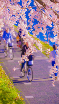 Cherry blossoms in splendor