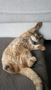 Can you touch a cat with its belly exposed 9