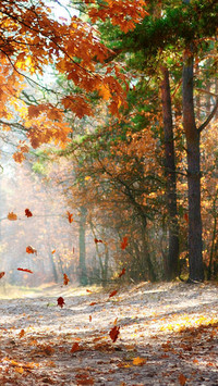 Autumn Scenery On Earth