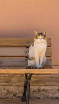 Cats in turkey