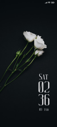 Rose in Dark