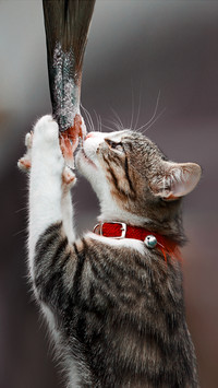 Does the cat get stuck when eating fish 9