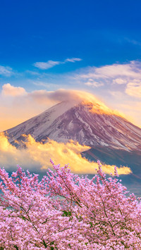 Explore the stunning beauty of the flower sea